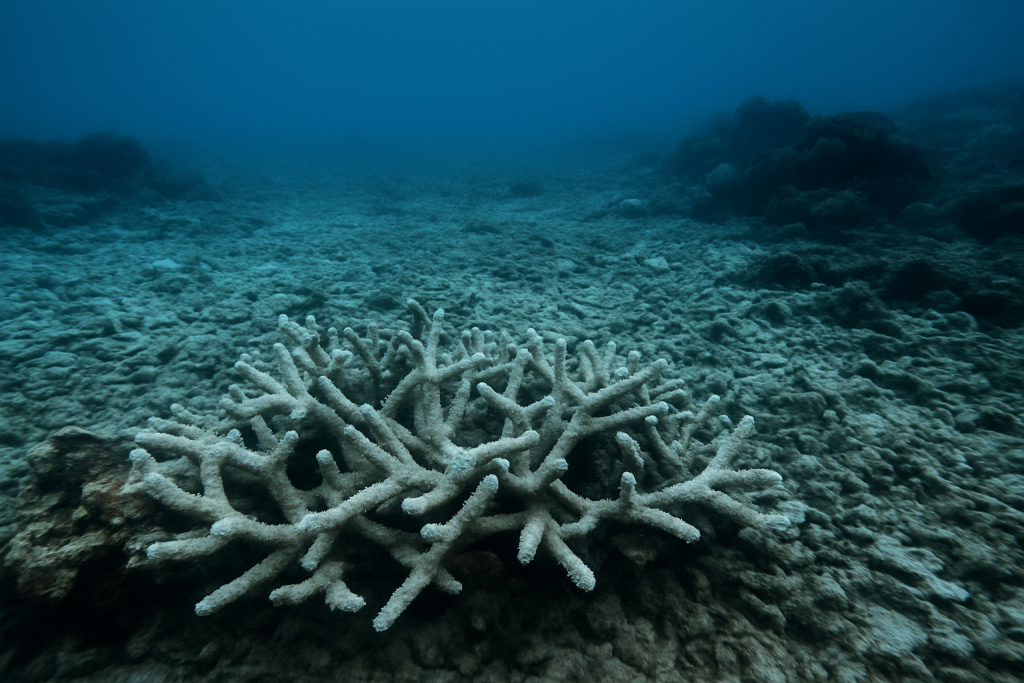 Blanchiment d'un corail