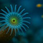 Polype d'un corail