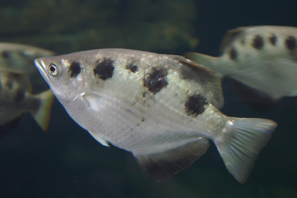 Poisson Archer