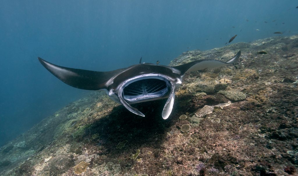 Raie Manta qui filtre l'eau pour ce nourrir