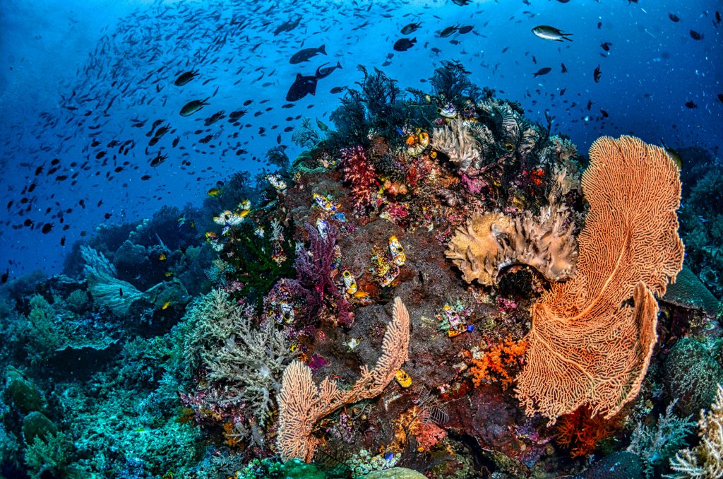 Photo de Raja Ampat