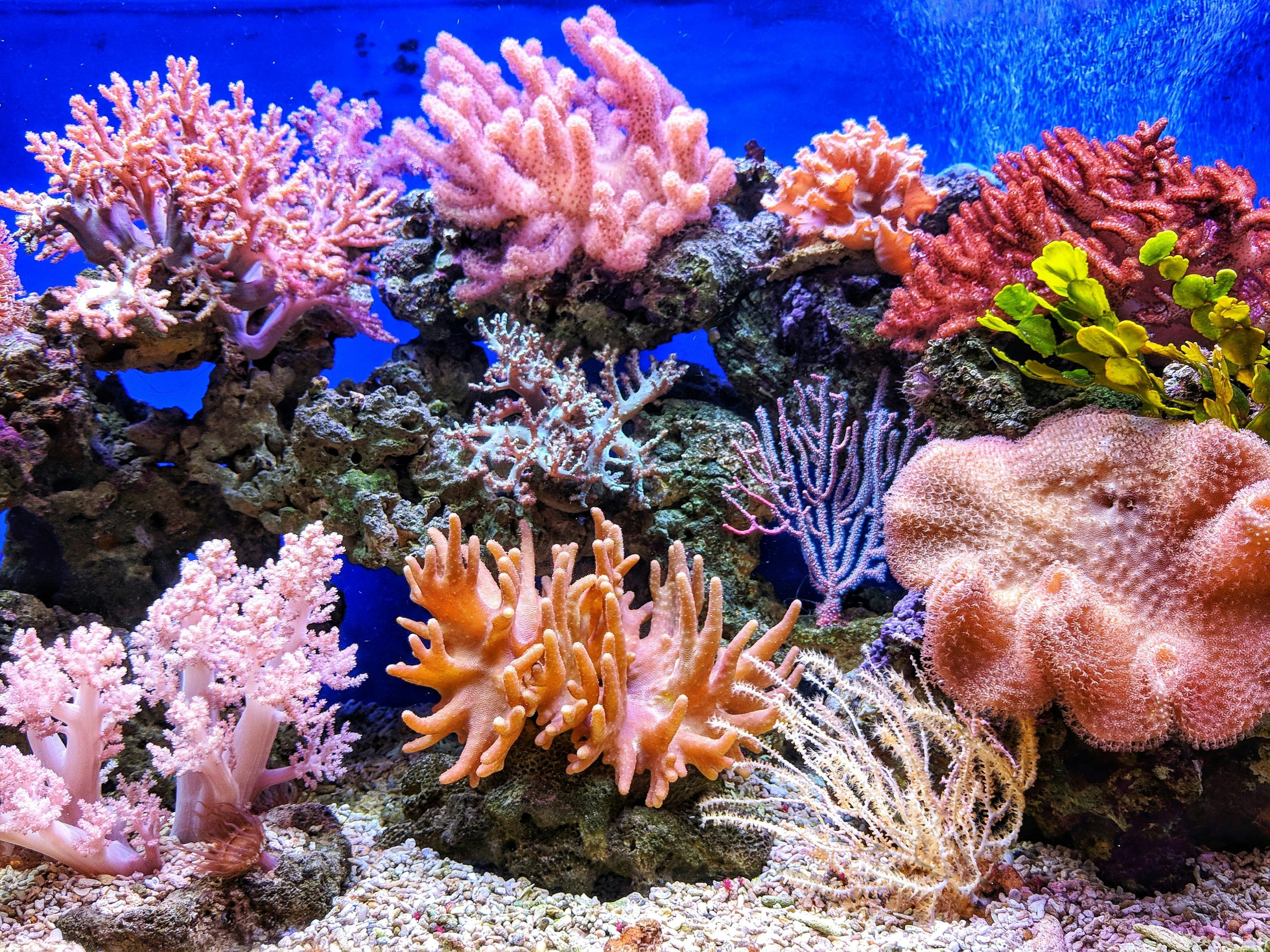Image représentant du corail