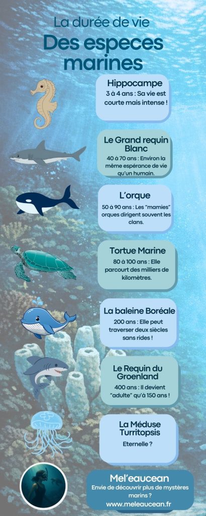 Infographie durée de vie espèces marines Mel'eaucean.